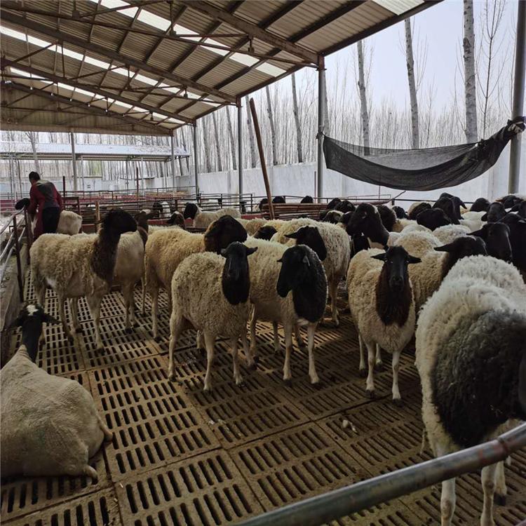 批发澳洲白绵羊母羊长得快 动物种苗4