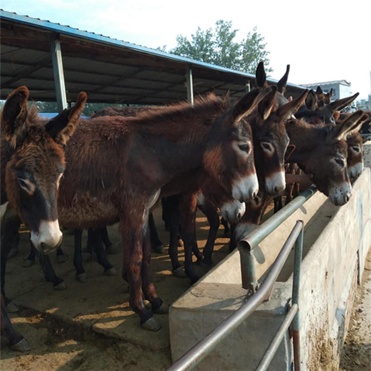 农家养殖新疆驴肉驴包送到家 动物种苗8