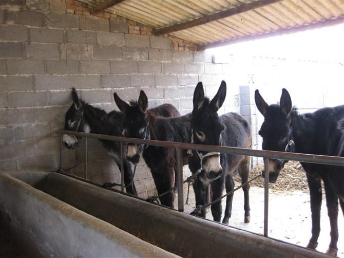 农家养殖新疆驴肉驴包送到家 动物种苗6