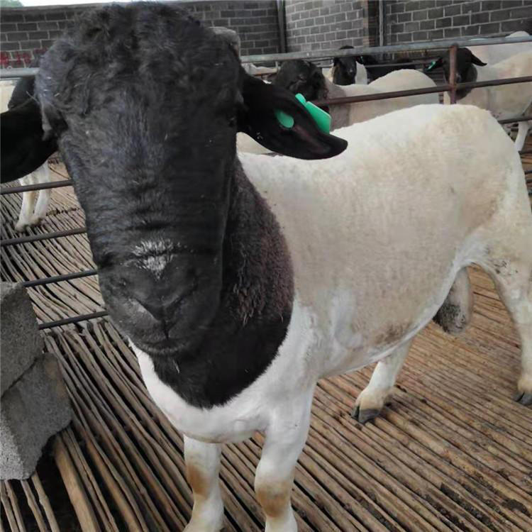 批发澳洲白绵羊母羊长得快 动物种苗1
