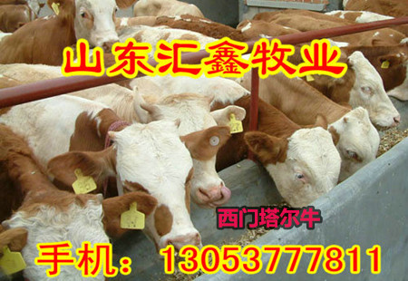 销售西门塔尔活体小牛犊种牛价格 动物种苗9