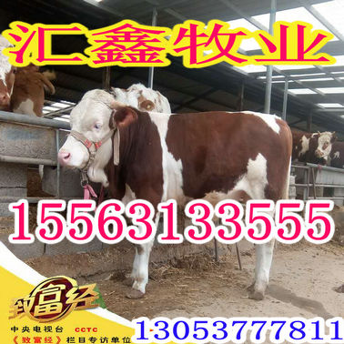 销售西门塔尔活体小牛犊种牛价格 动物种苗7