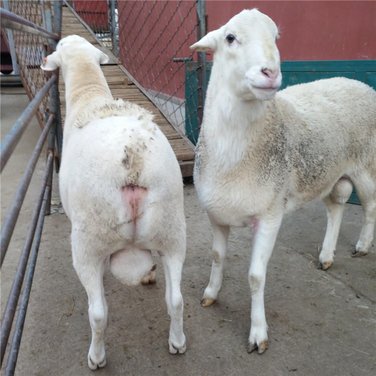 批发澳洲白绵羊母羊长得快 动物种苗3