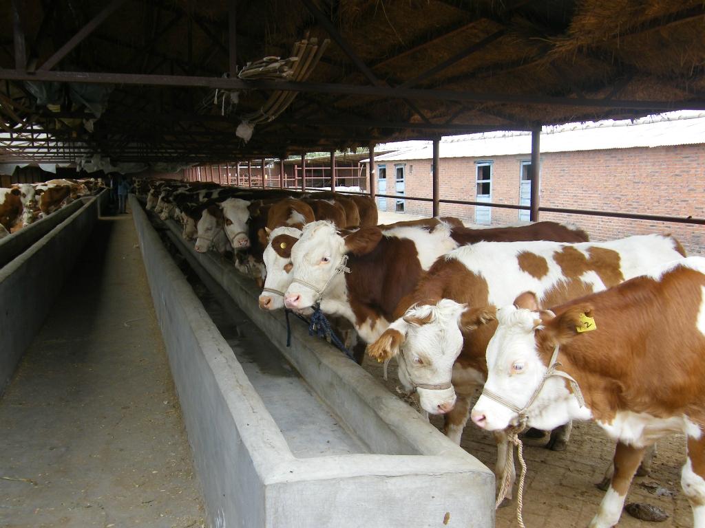 正宗西门塔尔活体肉牛犊供应商机 动物种苗