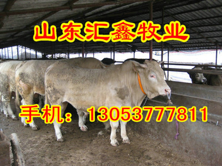 销售西门塔尔活体小牛犊种牛价格 动物种苗6