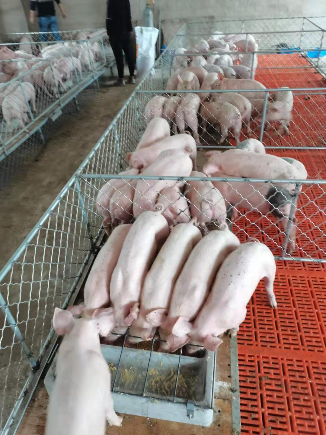 好飼養(yǎng) 品種優(yōu)良 成活率高 瘦肉率高 三元仔豬直銷 宇飛牧業(yè)所有品種疫苗齊全 育肥豬苗 支持全國發(fā)貨4