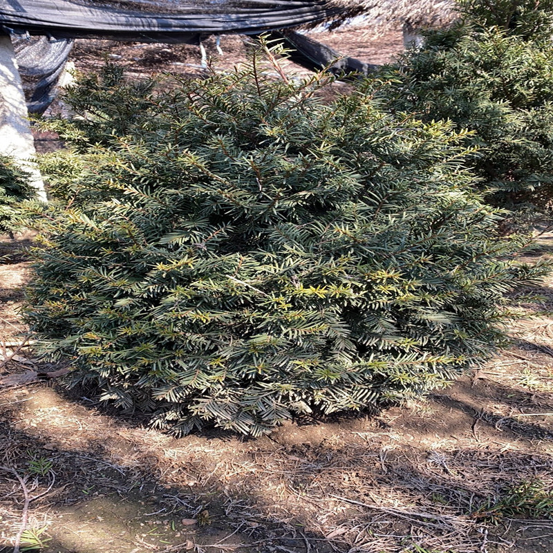 红豆杉造型 长青观赏树苗 联众苗圃出售 东北红豆杉 30公分～3米 规格全 价格优惠2