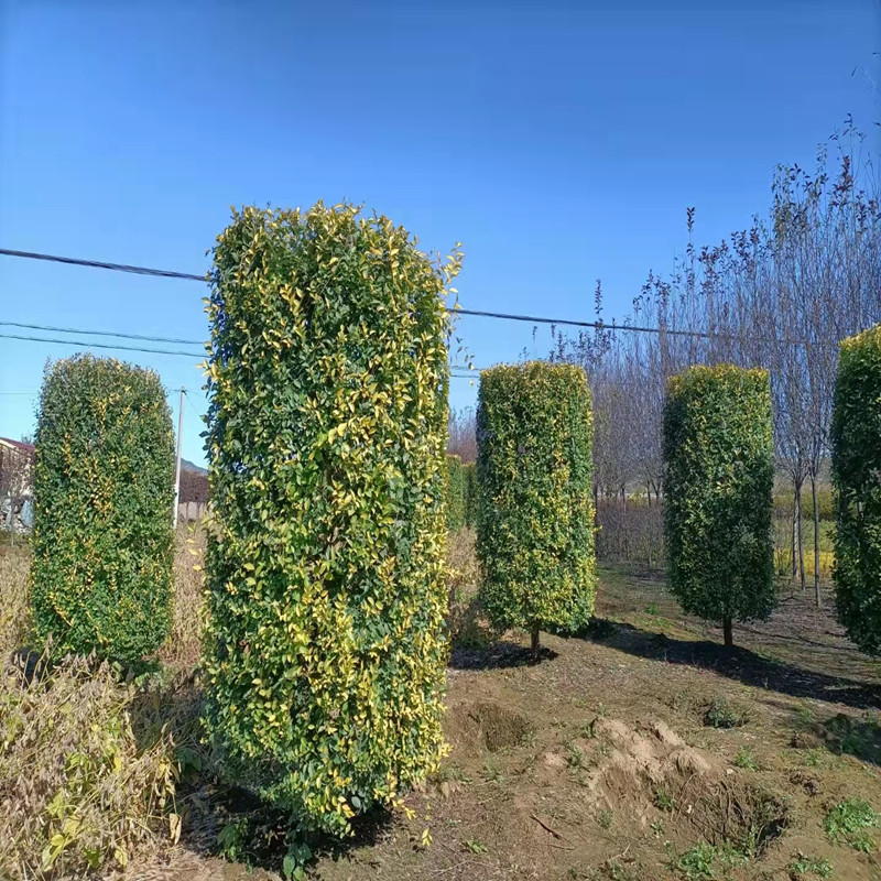 联众苗圃批发造型金叶榆柱 圆柱型造型金叶榆 高1.8-2.5米 冠50-80公分3
