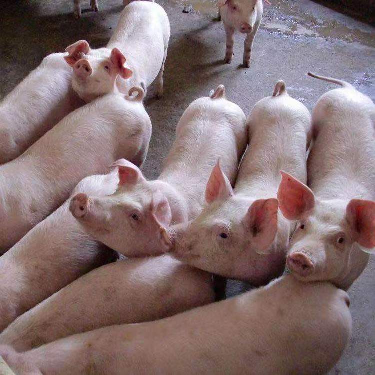 成活率高 育肥猪 体型好 三元仔猪 支持全国发货 宇飞牧业所有猪苗防疫齐全3
