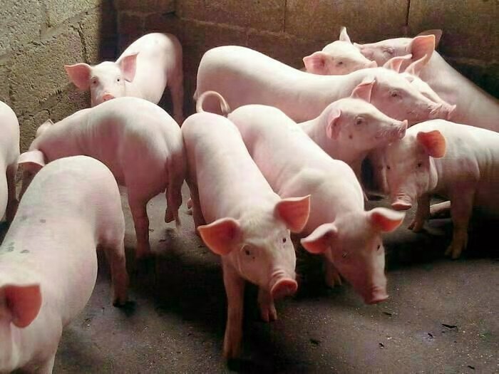 好飼養(yǎng) 品種優(yōu)良 成活率高 瘦肉率高 三元仔豬直銷 宇飛牧業(yè)所有品種疫苗齊全 育肥豬苗 支持全國發(fā)貨3