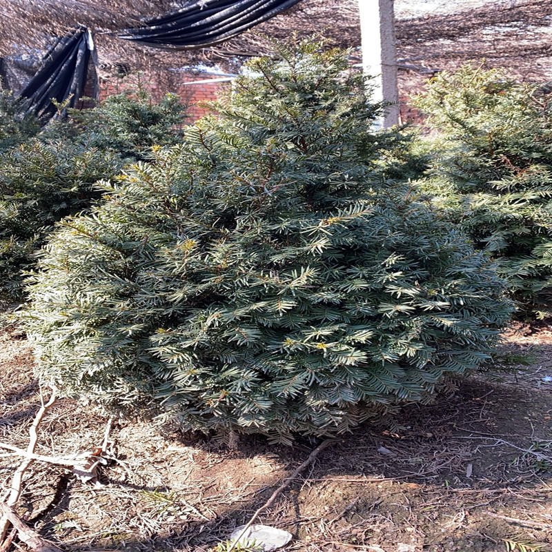 红豆杉造型 长青观赏树苗 联众苗圃出售 东北红豆杉 30公分～3米 规格全 价格优惠3
