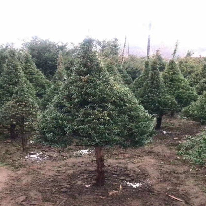 红豆杉造型 长青观赏树苗 联众苗圃出售 东北红豆杉 30公分～3米 规格全 价格优惠