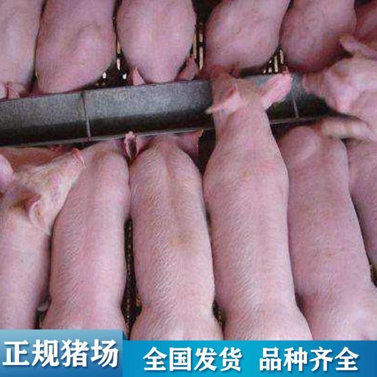 好飼養(yǎng) 品種優(yōu)良 成活率高 瘦肉率高 三元仔豬直銷 宇飛牧業(yè)所有品種疫苗齊全 育肥豬苗 支持全國發(fā)貨1