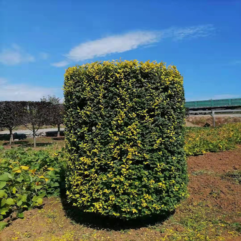 联众苗圃批发造型金叶榆柱 圆柱型造型金叶榆 高1.8-2.5米 冠50-80公分6