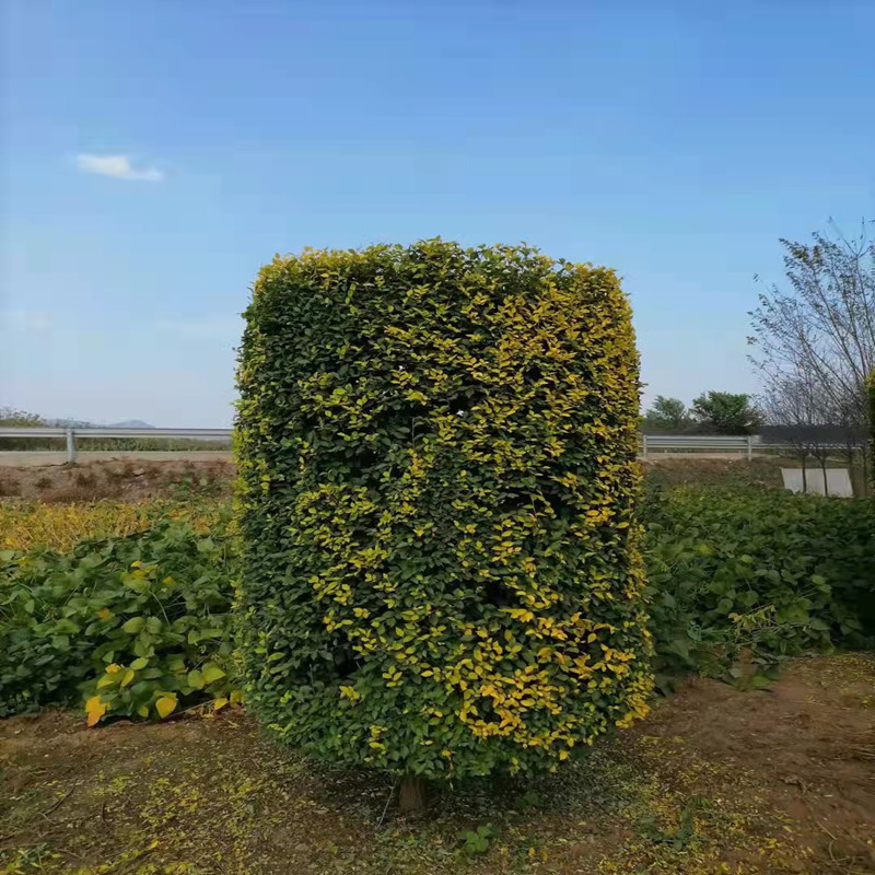 联众苗圃批发造型金叶榆柱 圆柱型造型金叶榆 高1.8-2.5米 冠50-80公分5