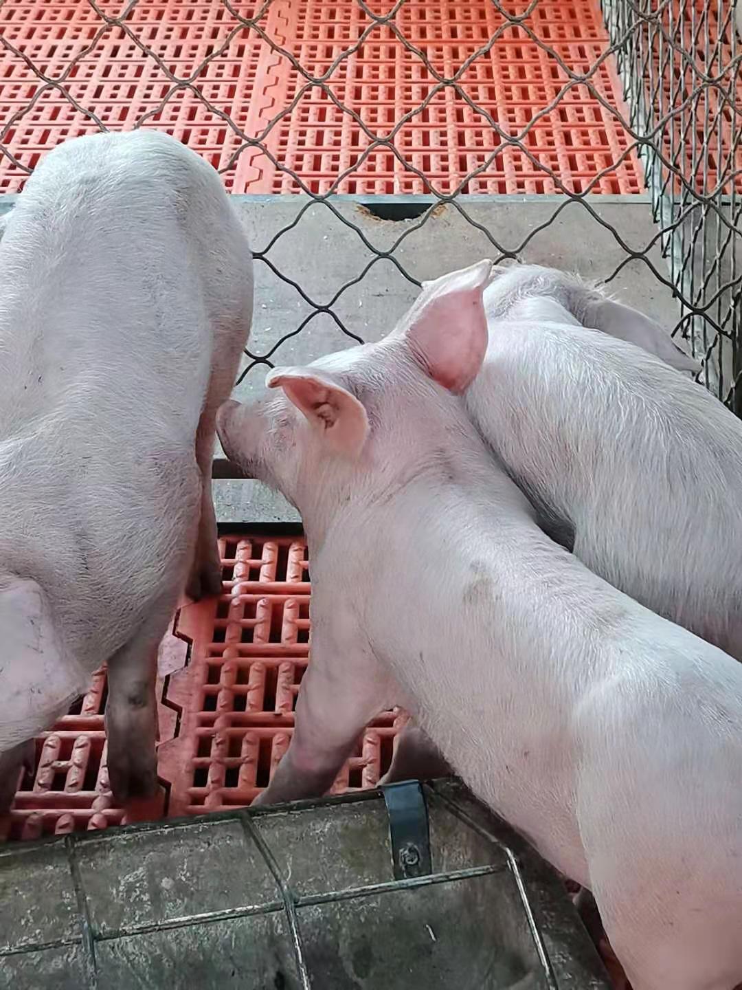 好飼養(yǎng) 品種優(yōu)良 成活率高 瘦肉率高 三元仔豬直銷 宇飛牧業(yè)所有品種疫苗齊全 育肥豬苗 支持全國發(fā)貨5