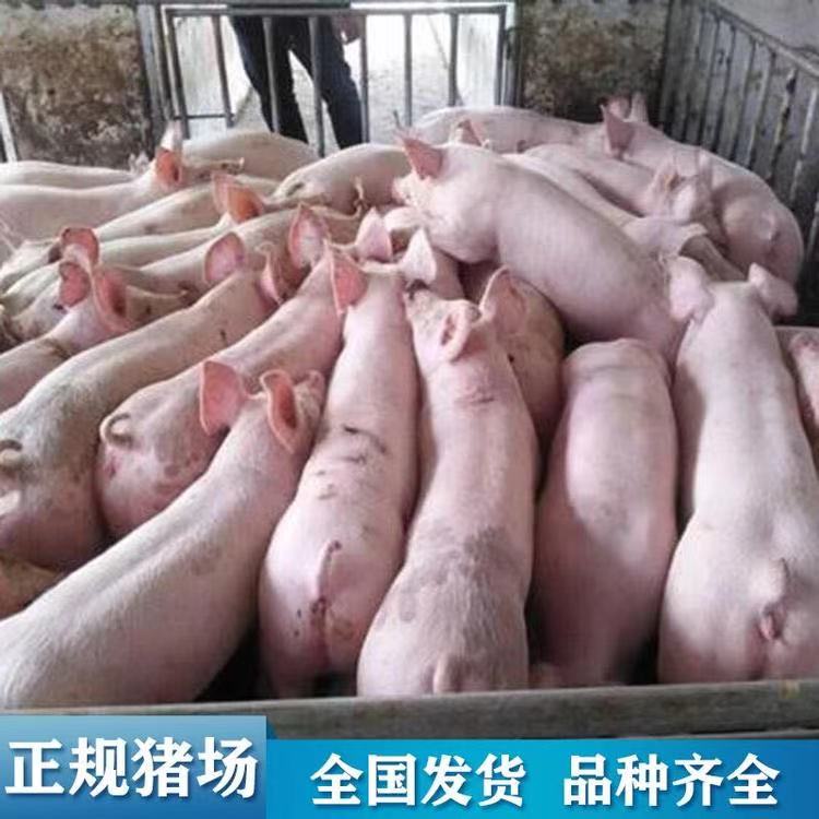 好飼養(yǎng) 品種優(yōu)良 成活率高 瘦肉率高 三元仔豬直銷 宇飛牧業(yè)所有品種疫苗齊全 育肥豬苗 支持全國發(fā)貨2