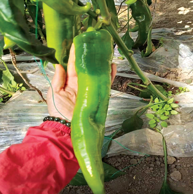 蔬菜种子、种苗 盛一奇长剑1号大牛角椒种子 适合北方地区春秋保护地栽培2