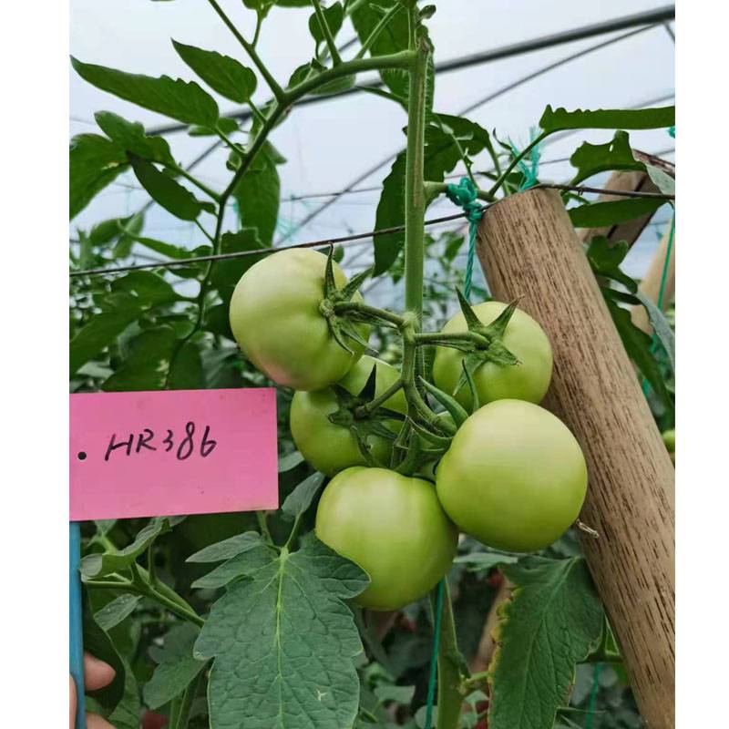 金迪386番茄种子青白果转红春夏秋保护地和露地南方越冬种植