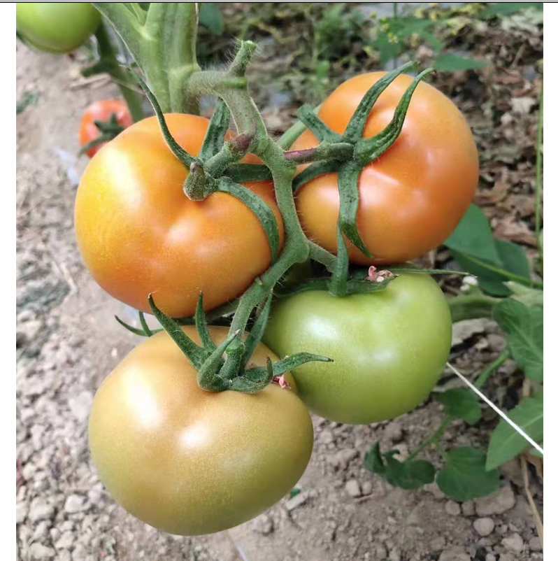 秋延及晚春茬栽培奇番一号B大红果番茄种子 蔬菜种子、种苗1
