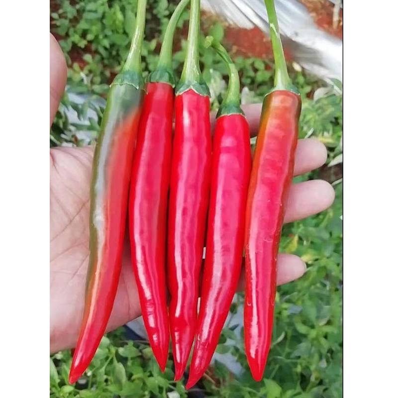 耐湿热露地栽培 蔬菜种子、种苗 蔬菜种子 韩国美人椒种子 美人椒1