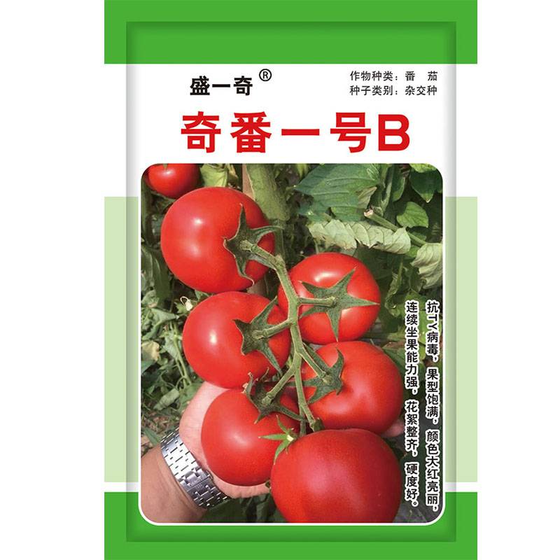 秋延及晚春茬栽培奇番一号B大红果番茄种子 蔬菜种子、种苗