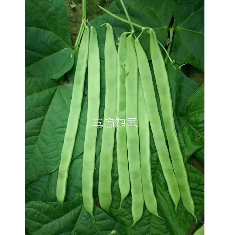 春秋栽培 三扁四季豆种子菜豆种子 天龙21 架豆种子 早熟品种 芸豆种子