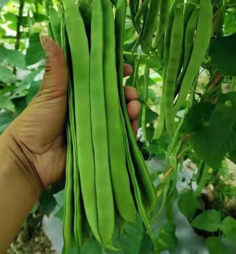 春秋栽培 三扁四季豆种子菜豆种子 天龙21 架豆种子 早熟品种 芸豆种子1