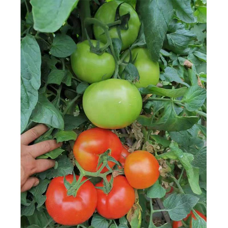 蔬菜种子、种苗 金迪363新品大红果番茄种子果实正圆形春季秋季栽培2