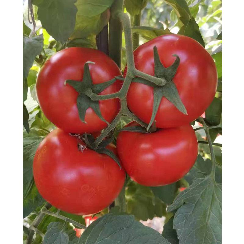 蔬菜种子、种苗 金迪363新品大红果番茄种子果实正圆形春季秋季栽培1
