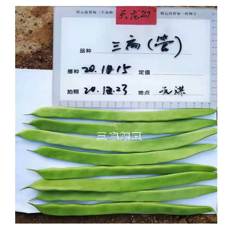 春秋栽培 三扁四季豆种子菜豆种子 天龙21 架豆种子 早熟品种 芸豆种子2