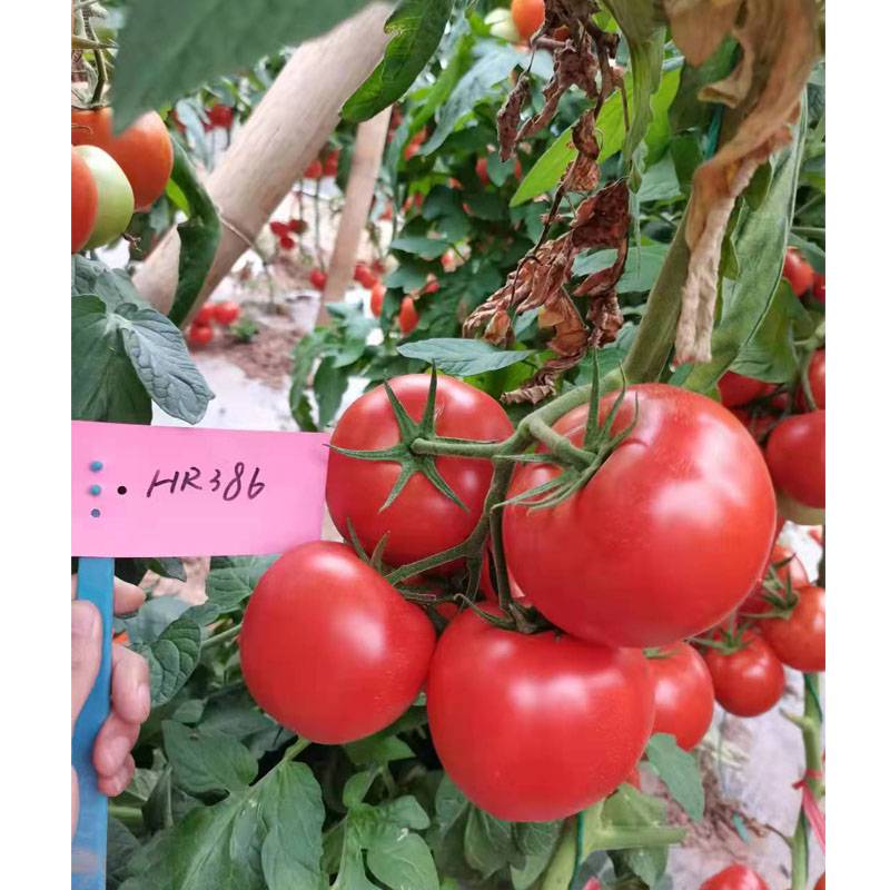 金迪386番茄种子青白果转红春夏秋保护地和露地南方越冬种植2