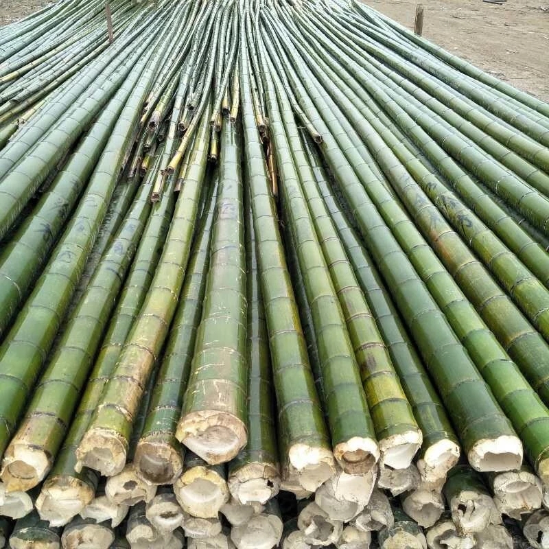 大棚支撑杆 竹片制品 竹木、藤苇、干草 竹杆 价格实惠3