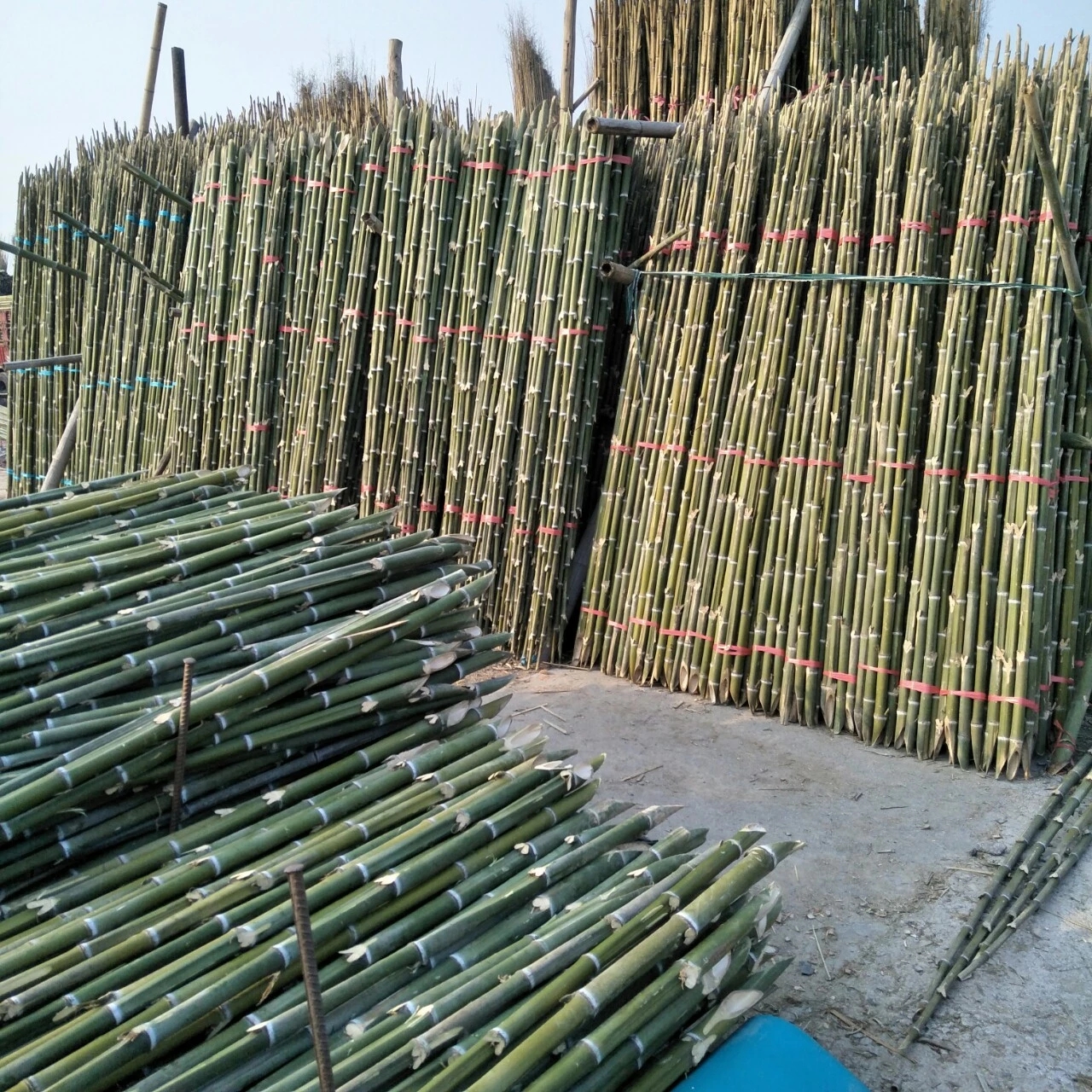 大棚支撑杆 竹片制品 竹木、藤苇、干草 竹杆 价格实惠2