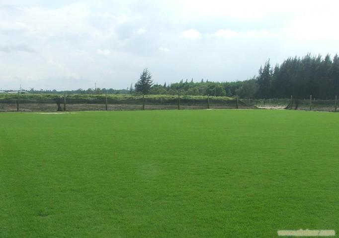 足球场 网球场 高尔夫球场 人造草坪 运动跑道、人造草坪 幼儿园专用草坪3