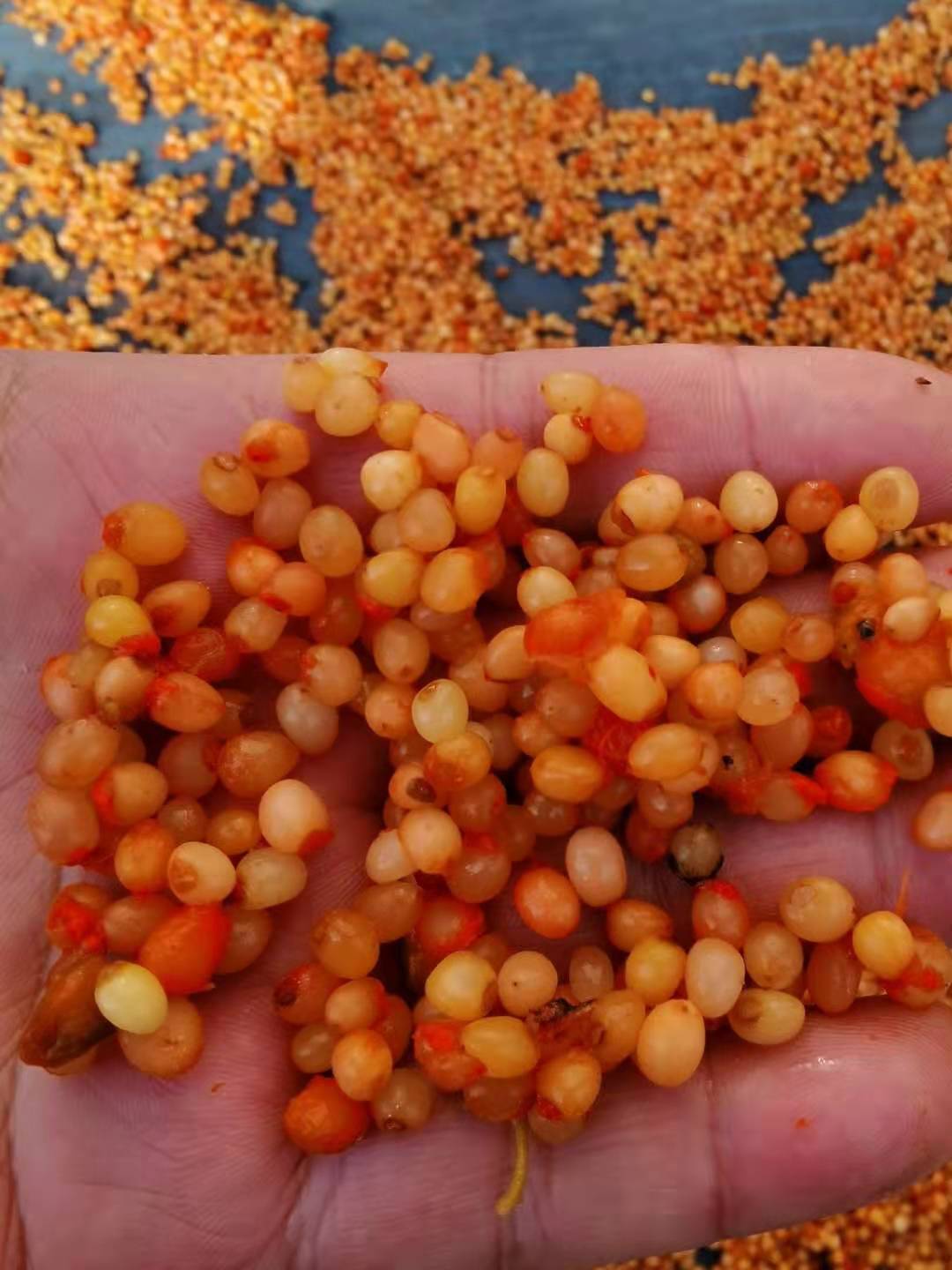 可批发零售 滇黄精节节高 基地直发 黄精种子 提供种植技术7