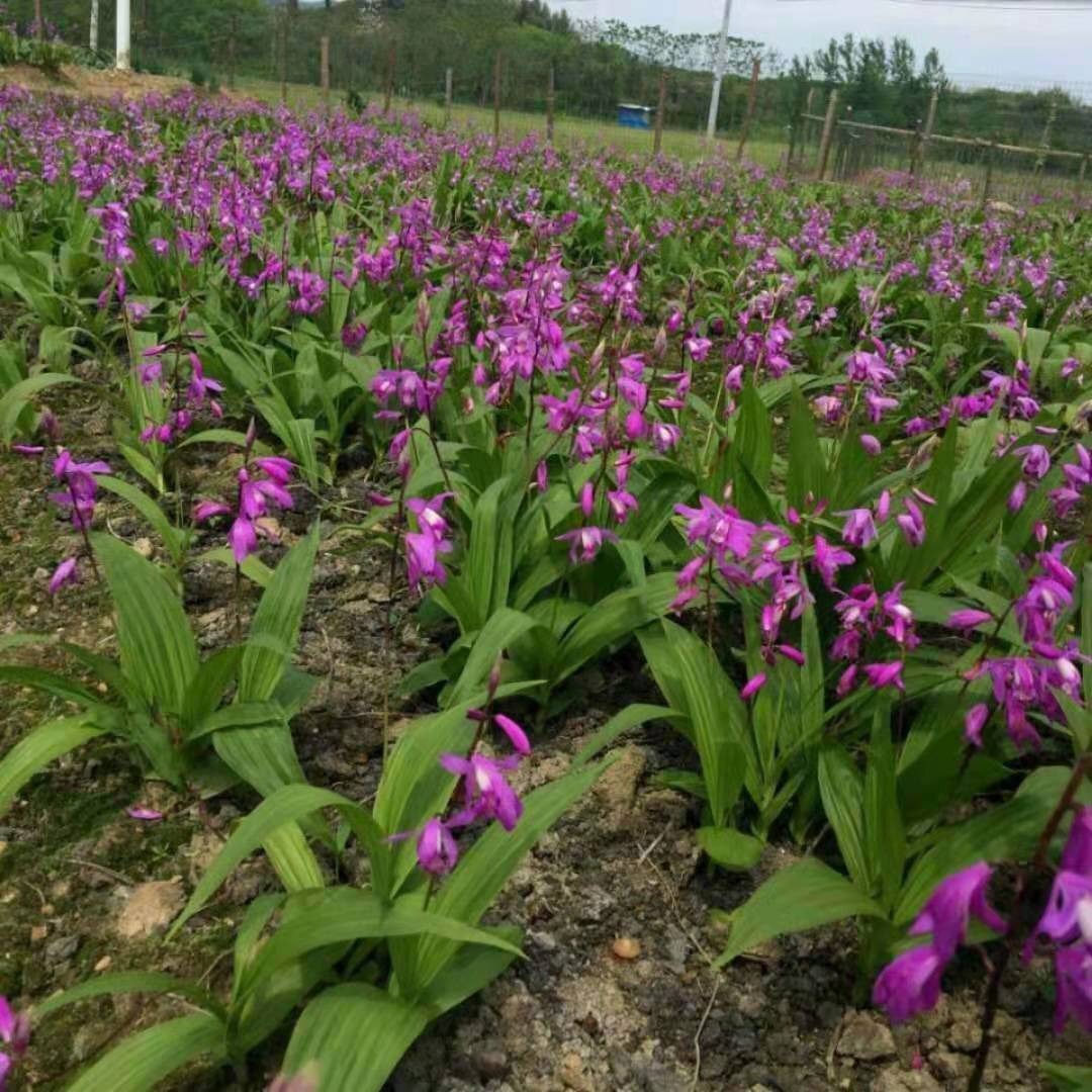 紫花三叉大白芨 白芨苗 全国包邮 其他种苗、种子、种球 苗圃直发