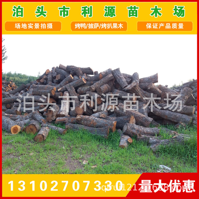 常年大量供应优质枣木原木 出售小头直径25-50公分枣木原木1