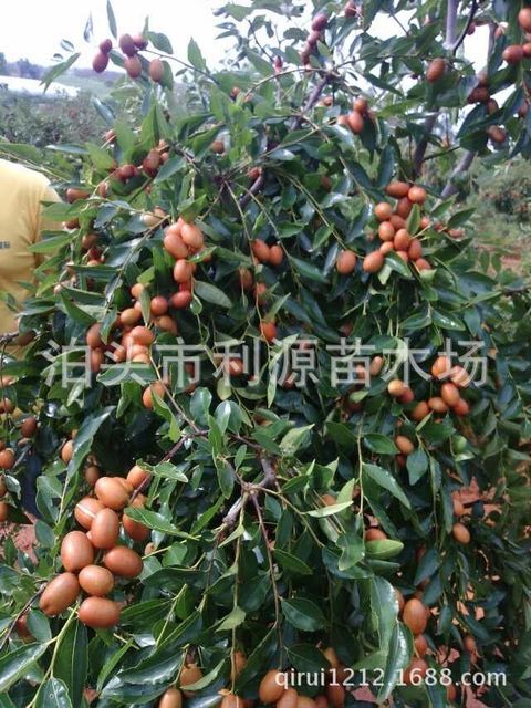 销售枣树枣树苗 常年大量供应优质枣树苗 批发枣树 果树1