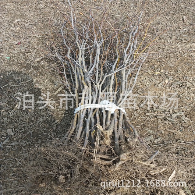 厂家直销枣树苗 果树 常年大量供应优质枣树5