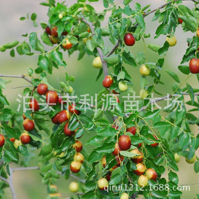 销售枣树枣树苗 常年大量供应优质枣树苗 批发枣树 果树4