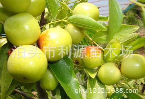 销售枣树枣树苗 常年大量供应优质枣树苗 批发枣树 果树3