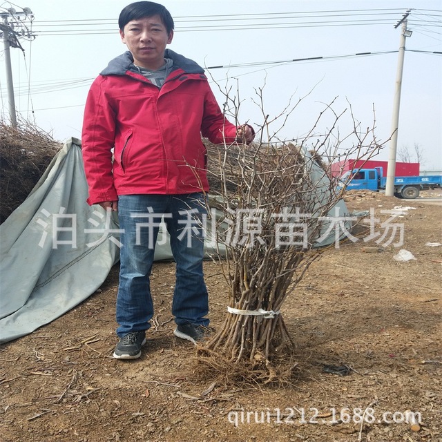 厂家直销枣树苗 果树 常年大量供应优质枣树4