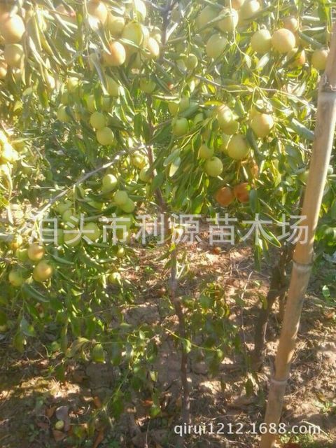 销售枣树枣树苗 常年大量供应优质枣树苗 批发枣树 果树2