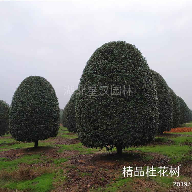 河南许昌扦插地径2-60公分桂花树 蓬径3米-8米的桂花树提供种植技术