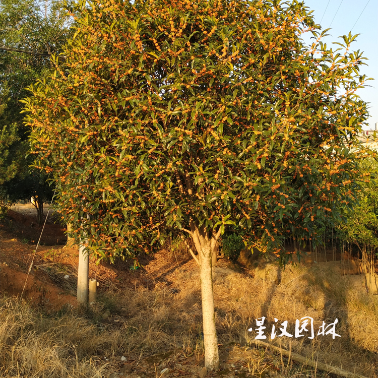 江西抚州移栽地径1-50公分桂花树 小苗全国包邮 蓬径3米-8米的桂花树价格优惠