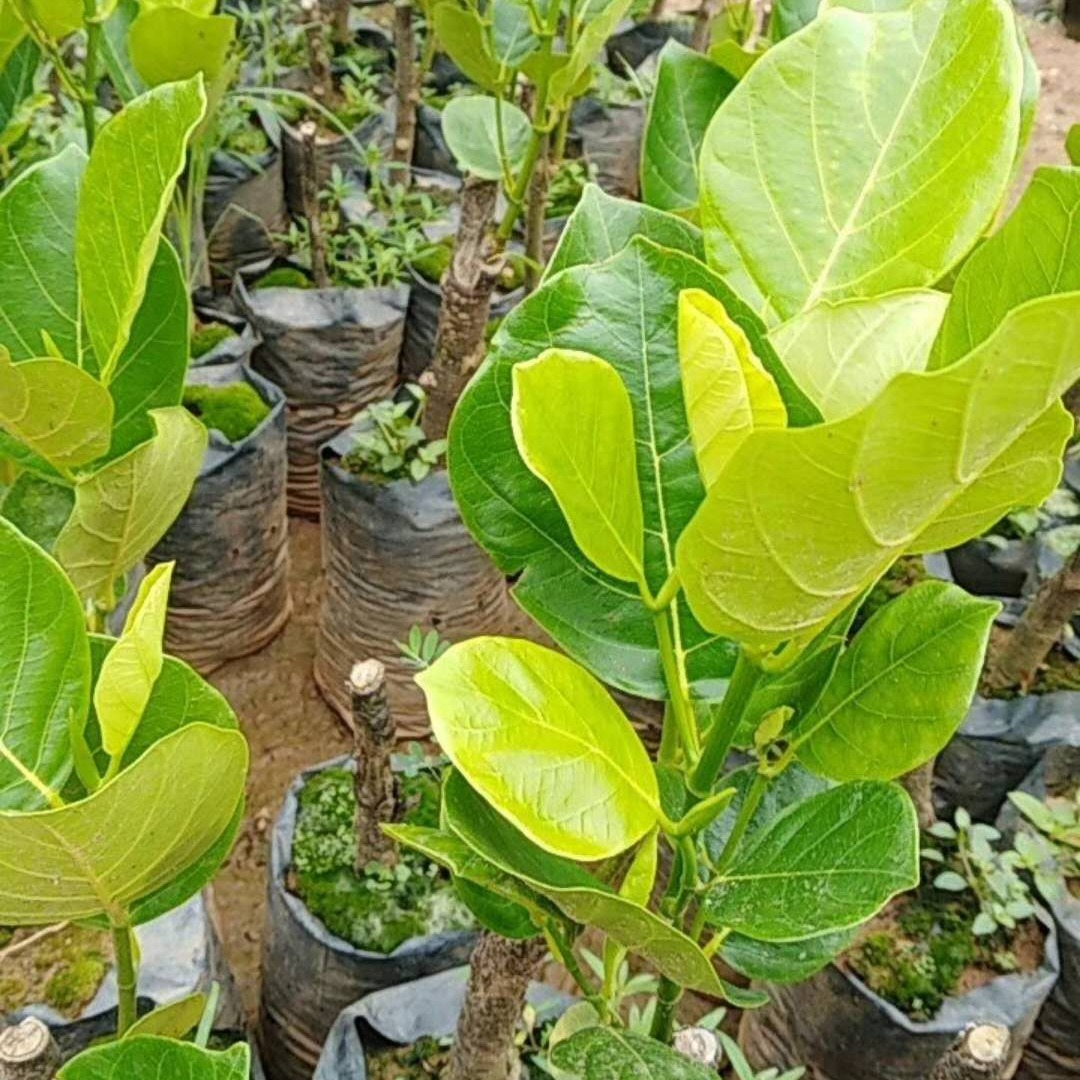 大量海南优质马来西亚菠萝蜜苗嫁接苗基地批发出售 果树2