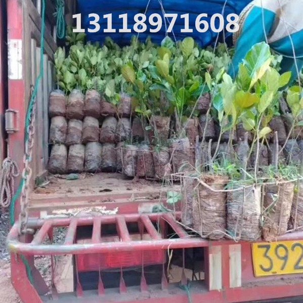 大量海南优质马来西亚菠萝蜜苗嫁接苗基地批发出售 果树