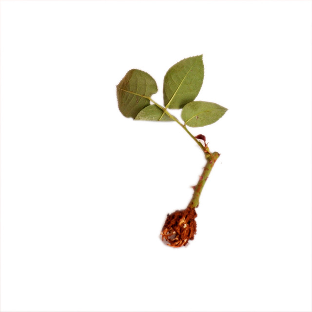 可食用性玫瑰花苗 花卉种苗 可泡花茶 昆明基地大量销售 云南玫瑰盆栽
