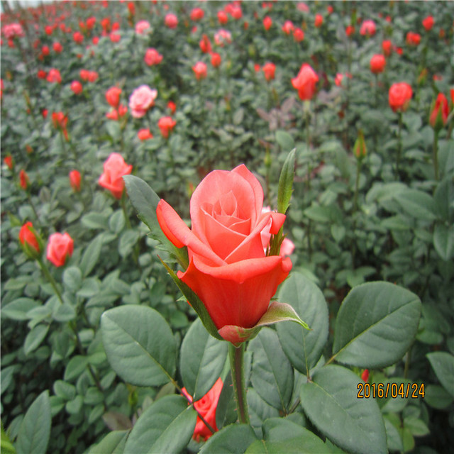 鲜切大花多花 玫瑰月季种苗 批发可包空运 绿化工程用玫瑰月季苗2